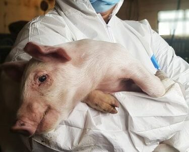 Urgent action needed to curb the spread of African swine fever in the Americas